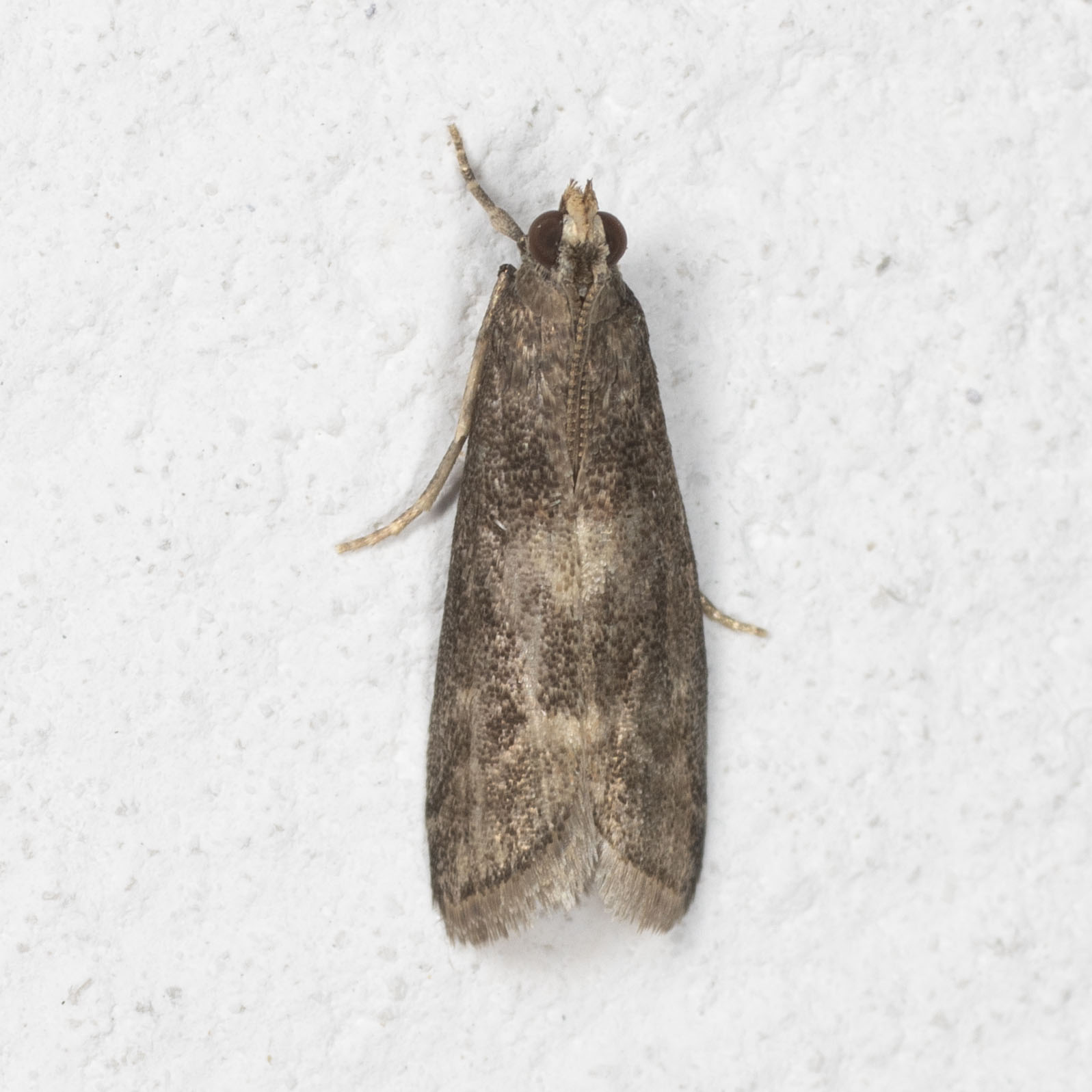Pyralidae: Glyptoteles leucacrinella ?